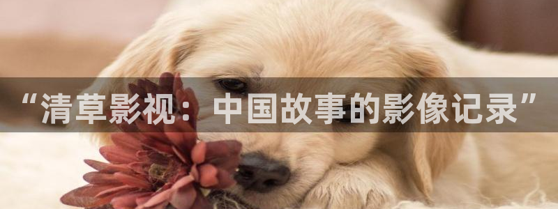 飘雪影院怎么看高清免费：“清草影视：中国故事的影像记录”